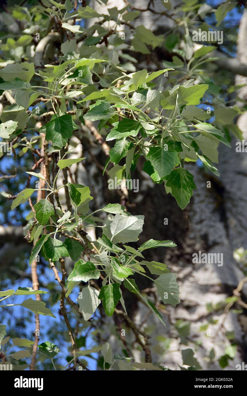 Pioppo d'argento, pioppo bianco, Silber-Pappel, Weiß-Pappel, Peuplier blanc, Populus alba, fehér nyár, Budapest, Ungheria, Magyarország, Europa Foto Stock