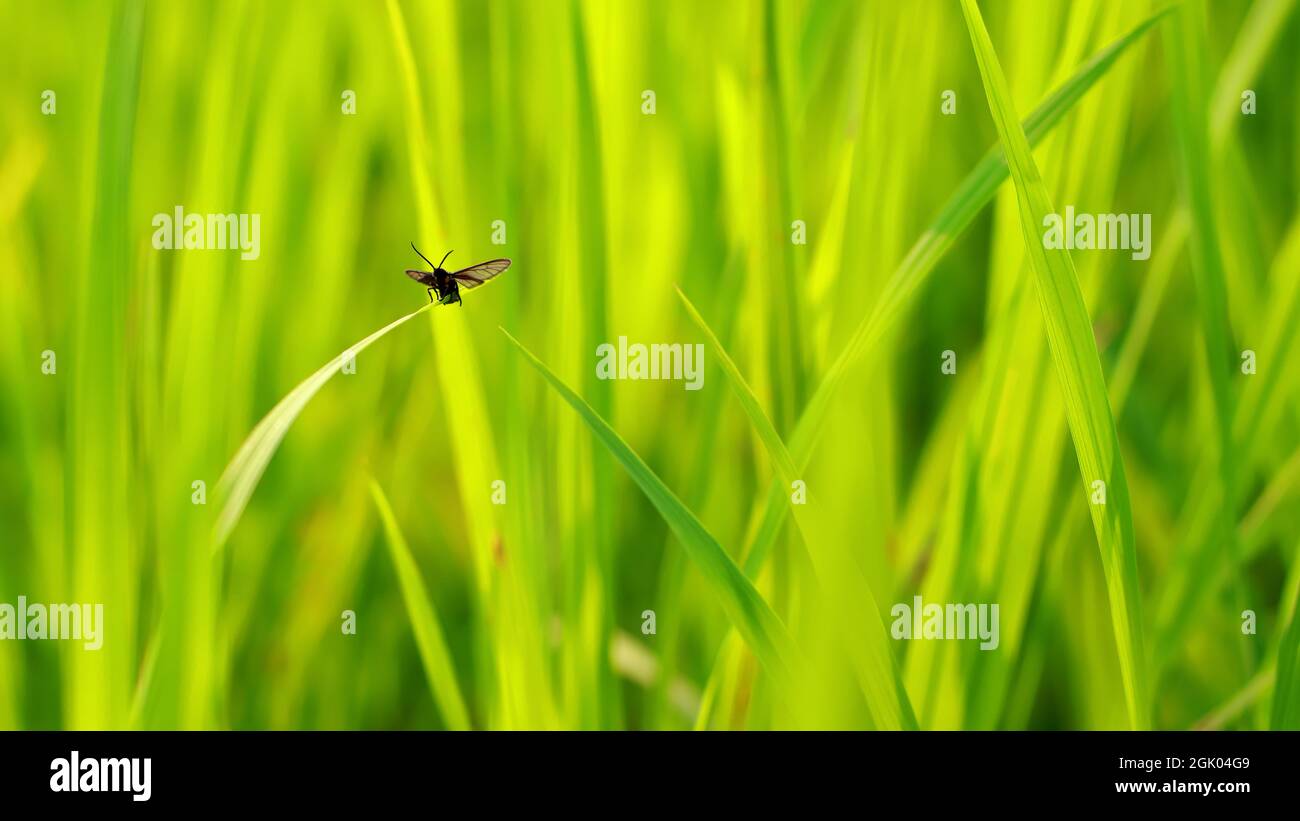 insetto nero sulla pianta di riso Foto Stock