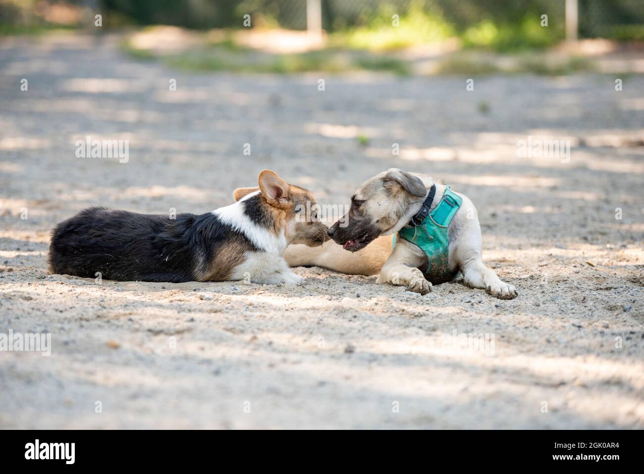 Un cucciolo di corgi di un anno e un cucciolo di razza mista di sei mesi toccano i nasi mentre giocano al parco dei cani di Arlington, Virginia. Amicizia con il cane. Foto Stock