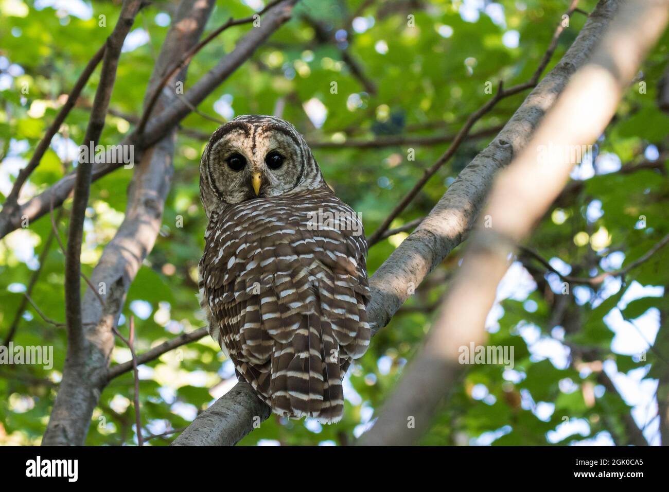 Gufo barrato (Strix varia) in estate Foto Stock
