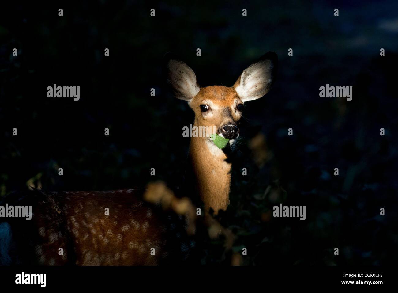 Daino dalla coda bianca Fawn in estate Foto Stock
