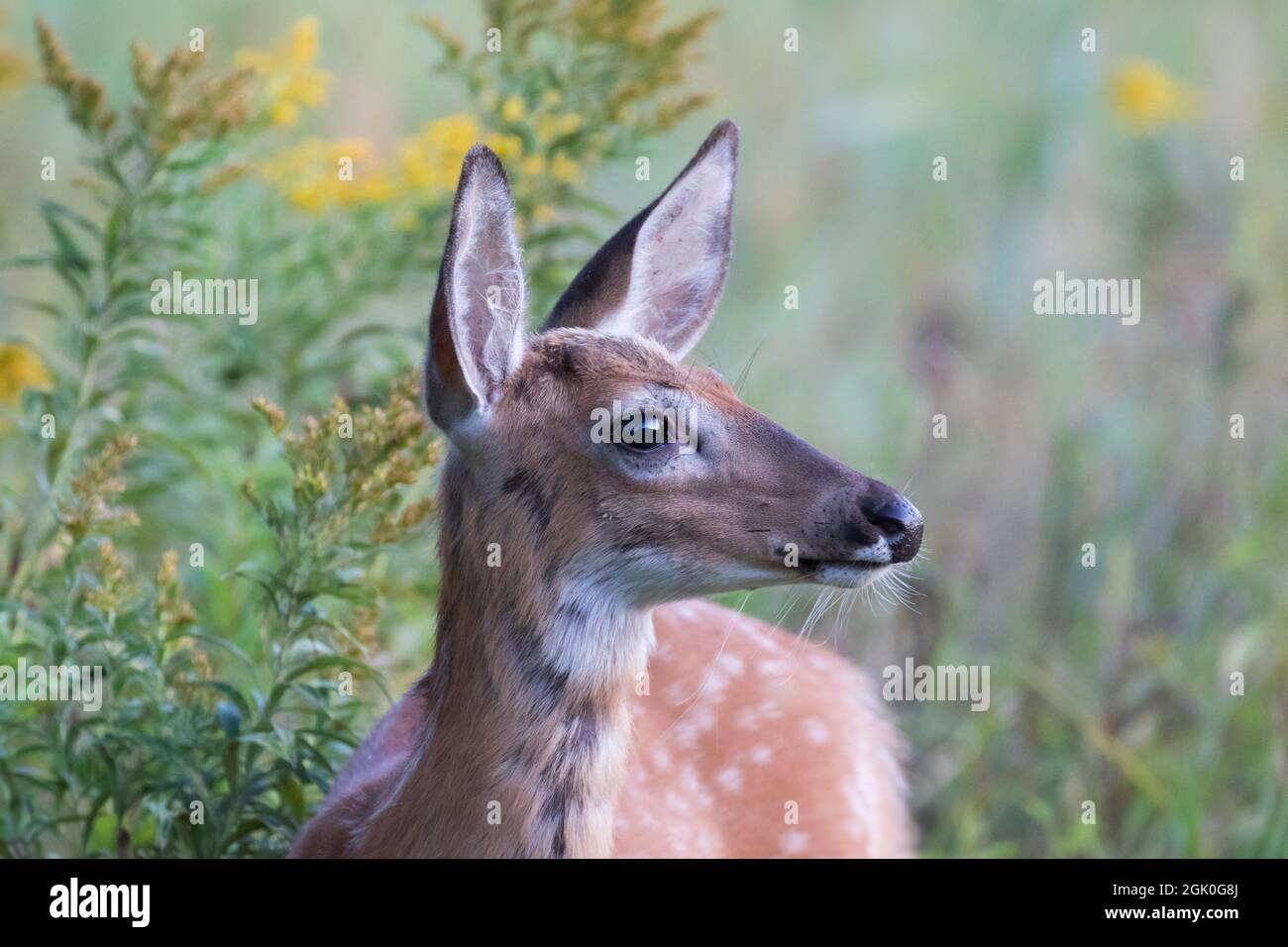 Daino dalla coda bianca Fawn in estate Foto Stock