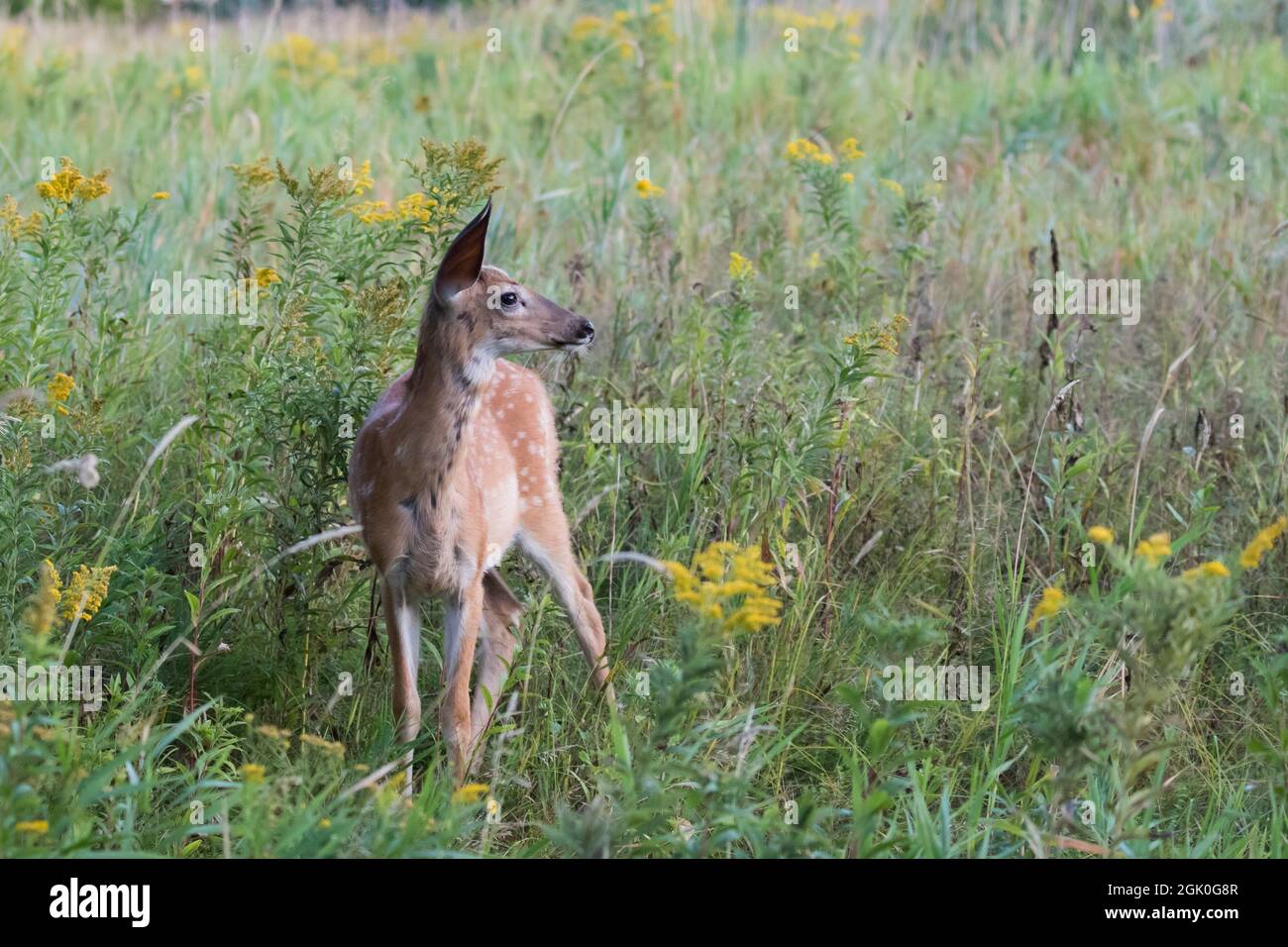 Daino dalla coda bianca Fawn in estate Foto Stock