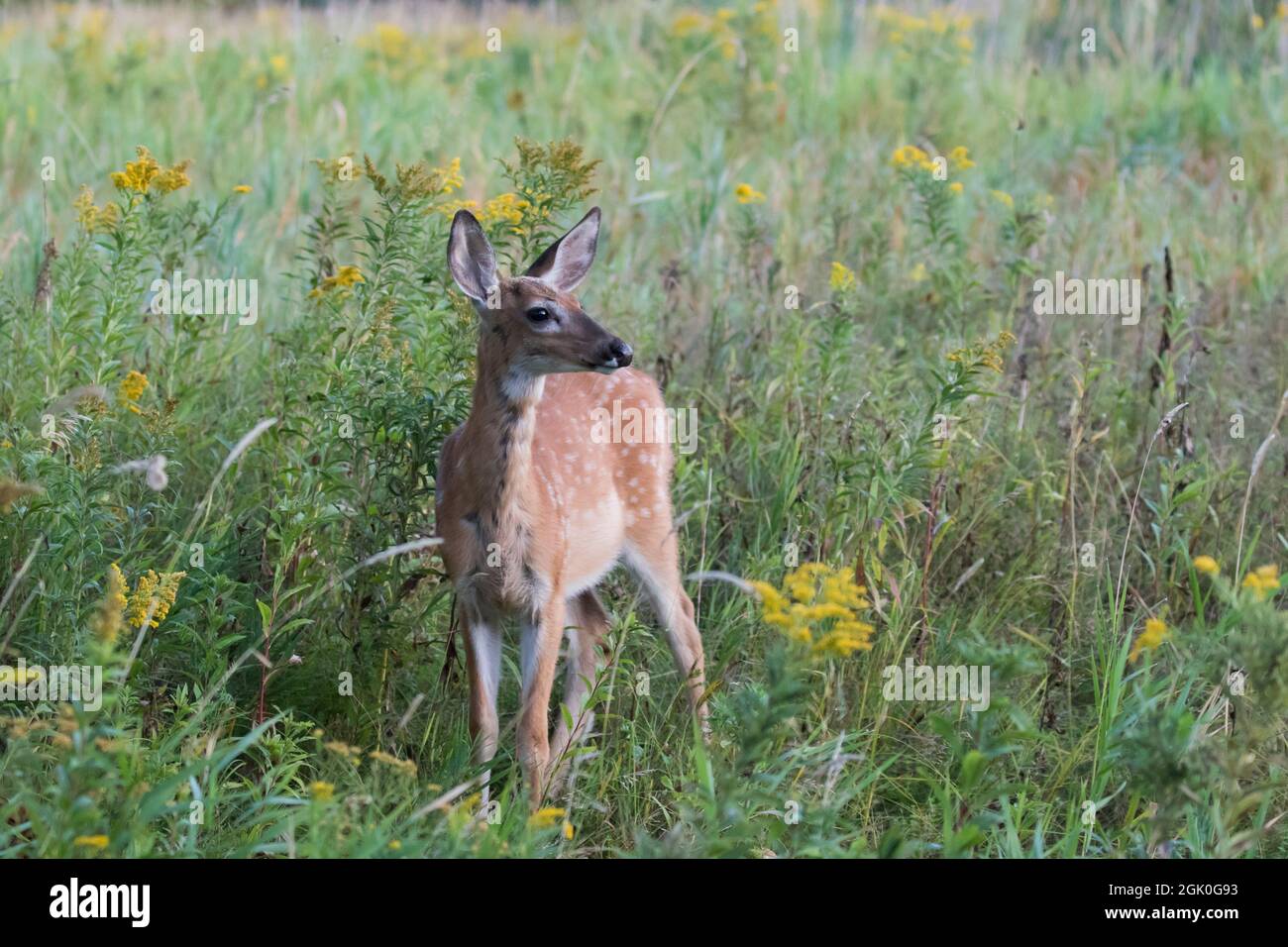 Daino dalla coda bianca Fawn in estate Foto Stock