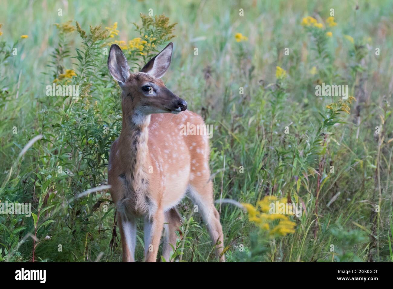 Daino dalla coda bianca Fawn in estate Foto Stock