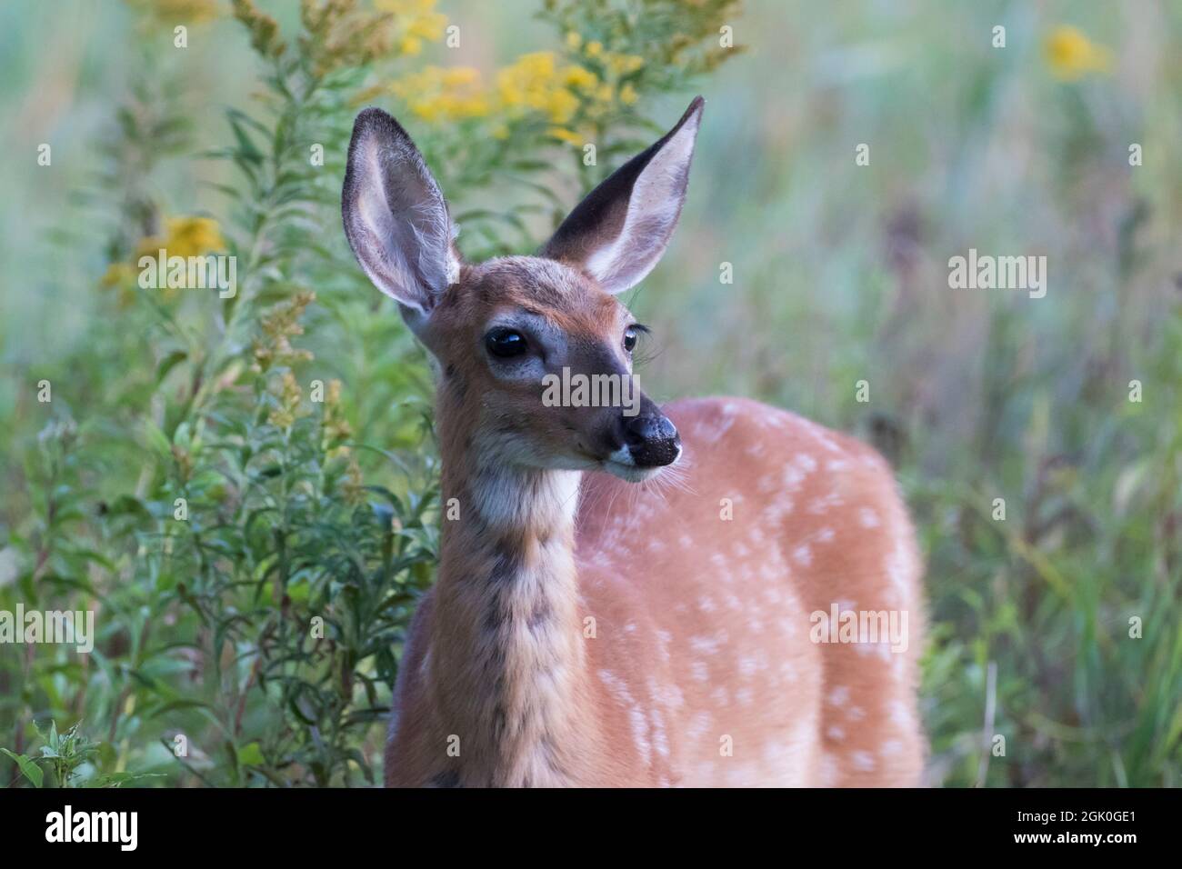 Daino dalla coda bianca Fawn in estate Foto Stock