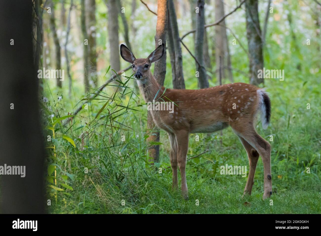 Daino dalla coda bianca Fawn in estate Foto Stock