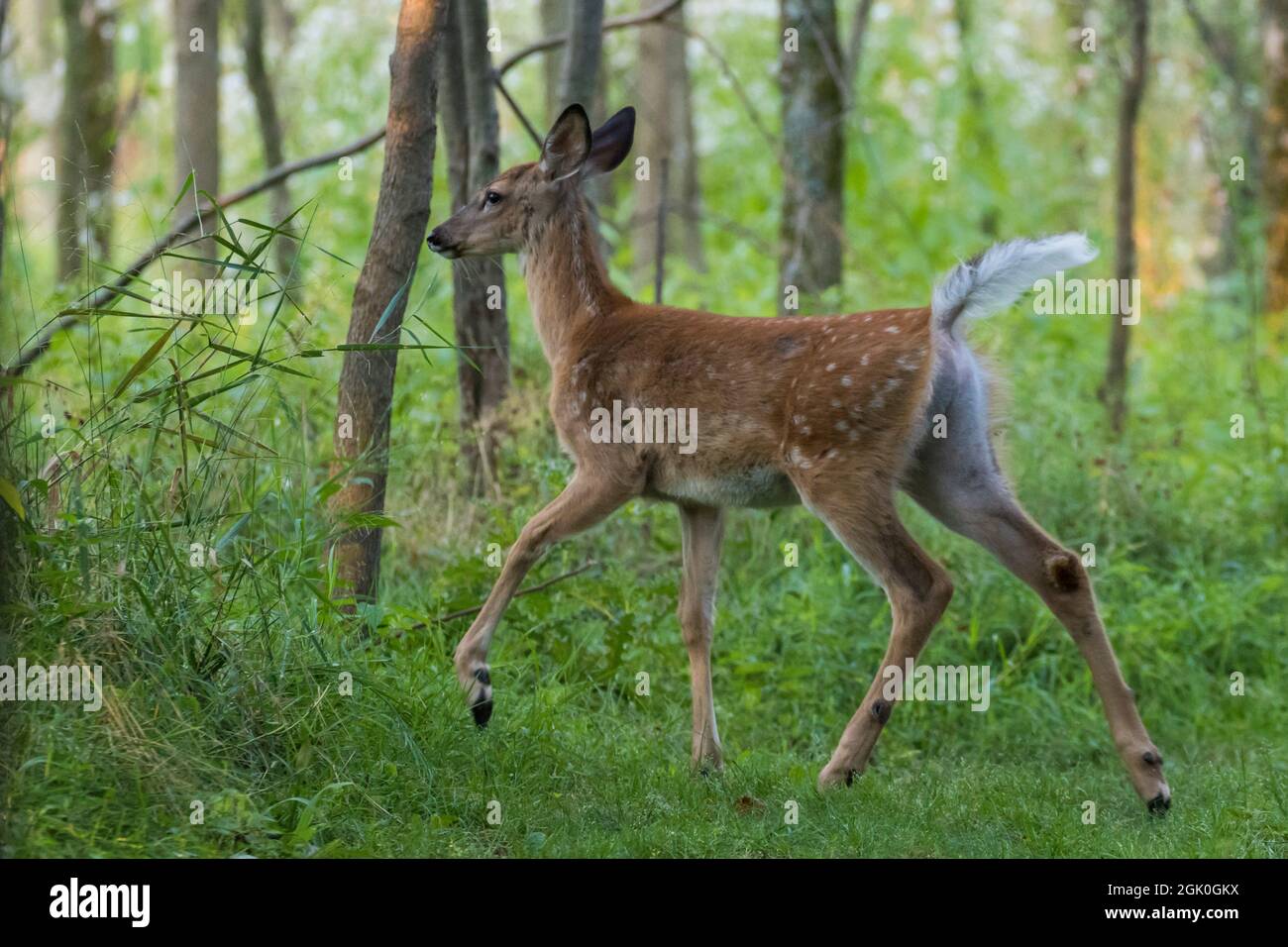 Daino dalla coda bianca Fawn in estate Foto Stock