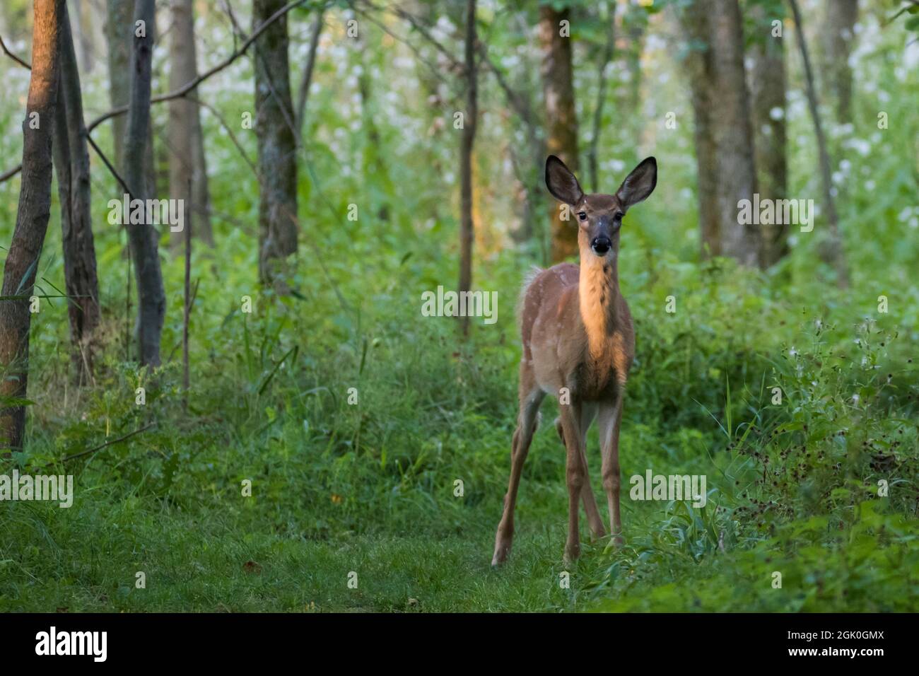 Daino dalla coda bianca Fawn in estate Foto Stock