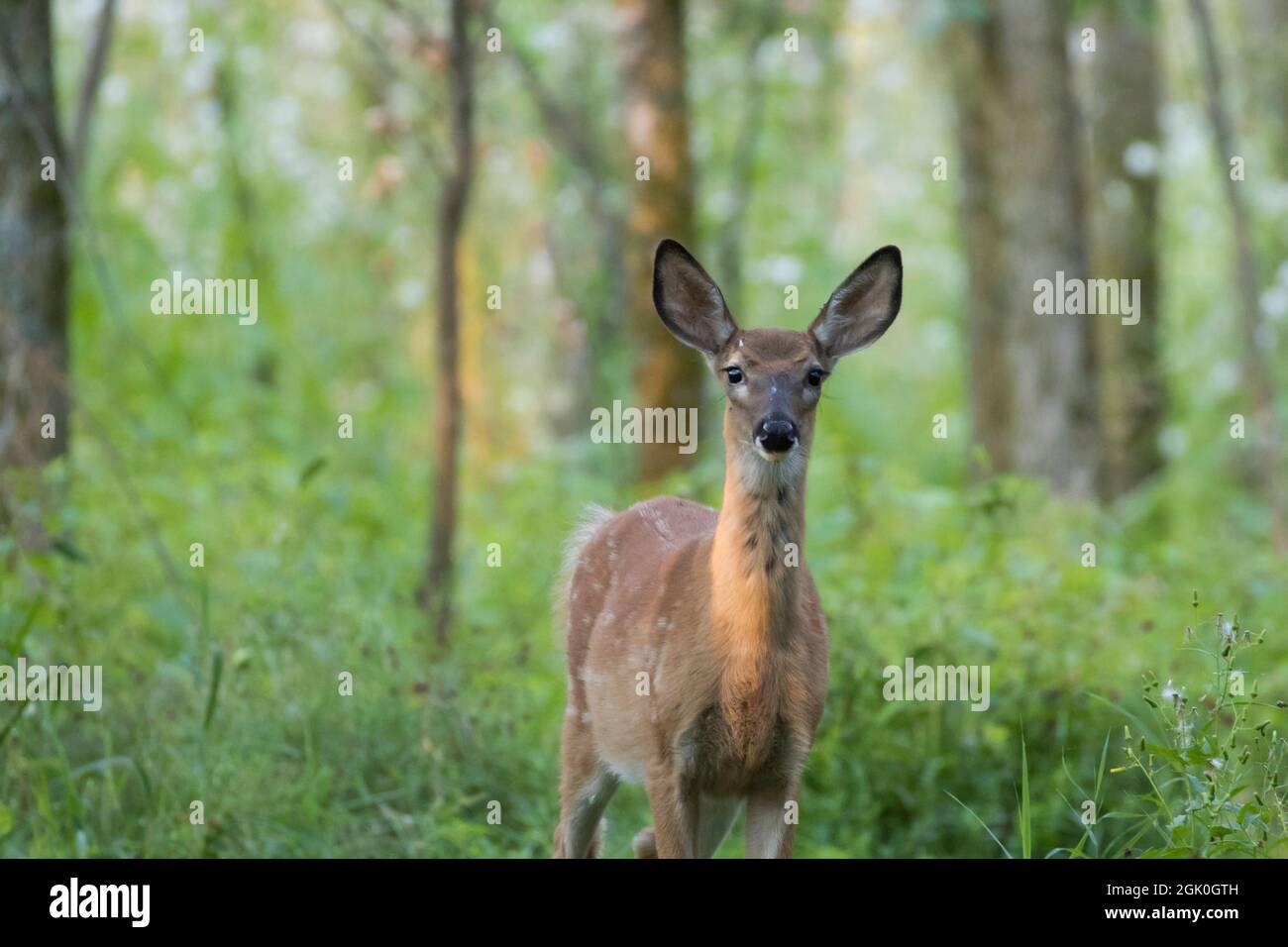 Daino dalla coda bianca Fawn in estate Foto Stock