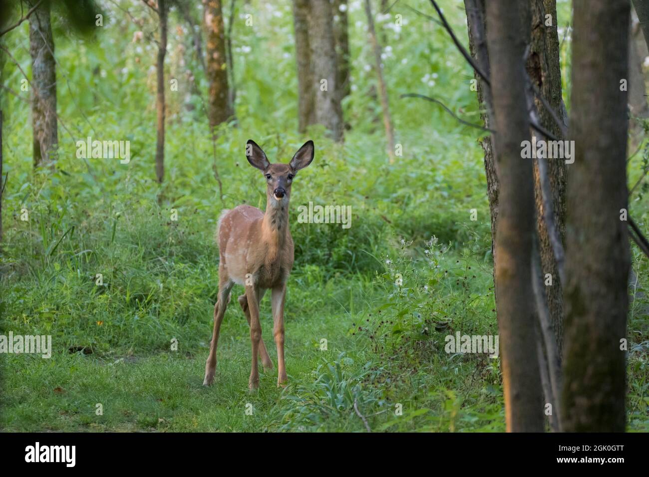 Daino dalla coda bianca Fawn in estate Foto Stock
