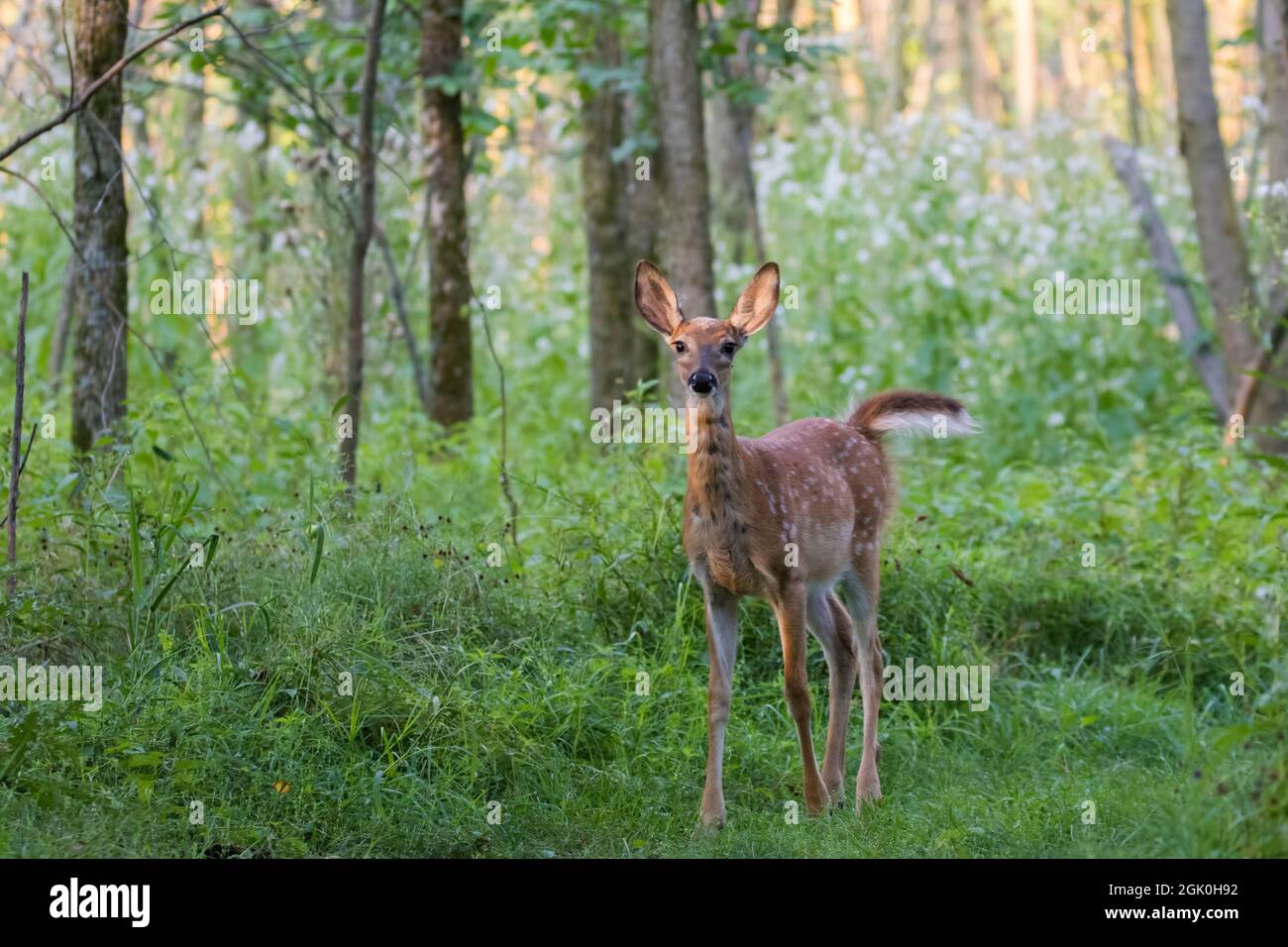 Daino dalla coda bianca Fawn in estate Foto Stock