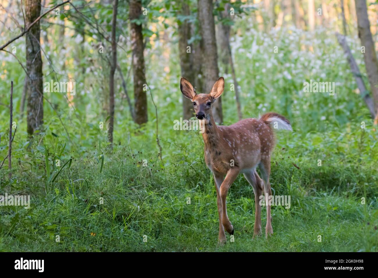 Daino dalla coda bianca Fawn in estate Foto Stock