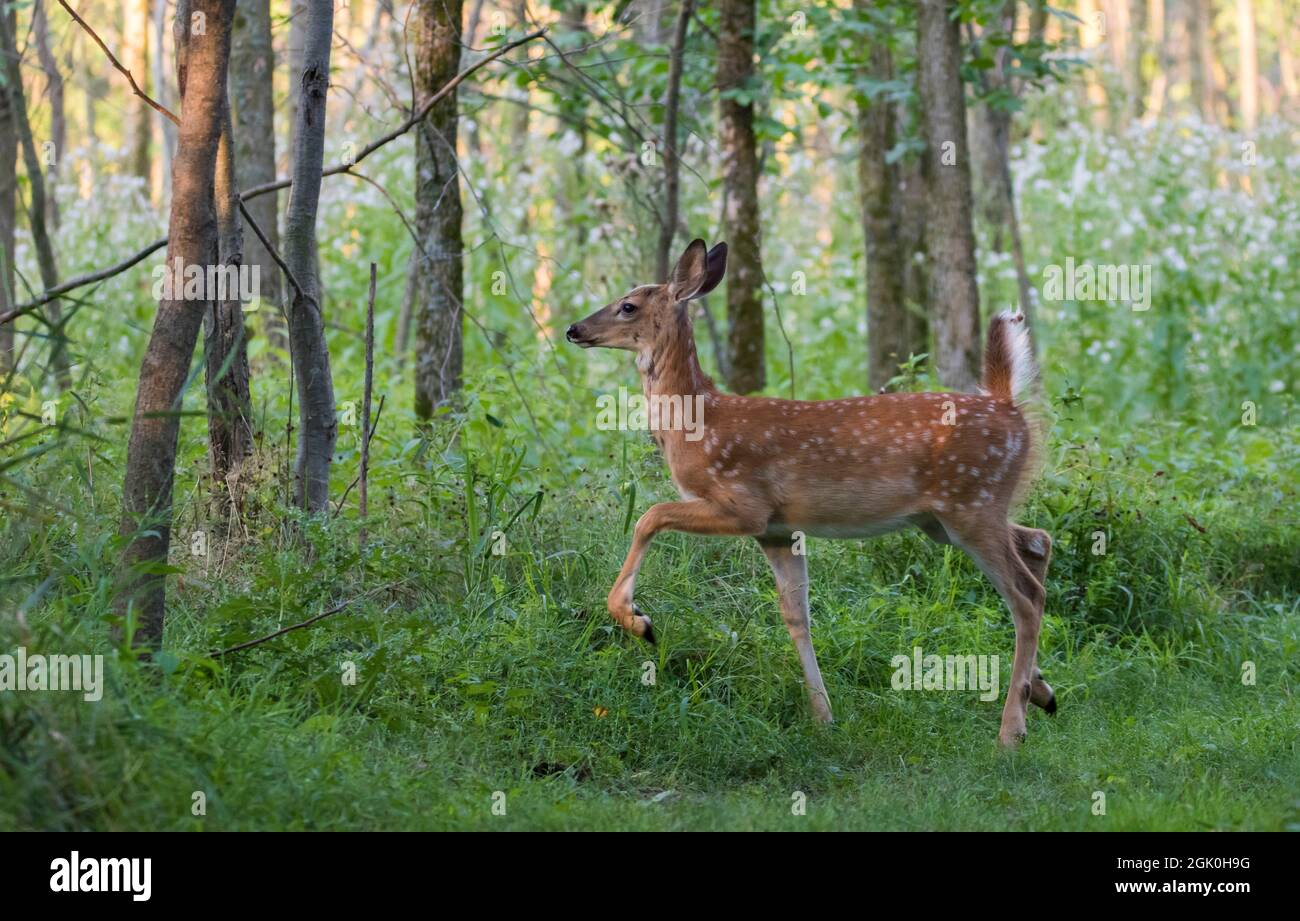 Daino dalla coda bianca Fawn in estate Foto Stock