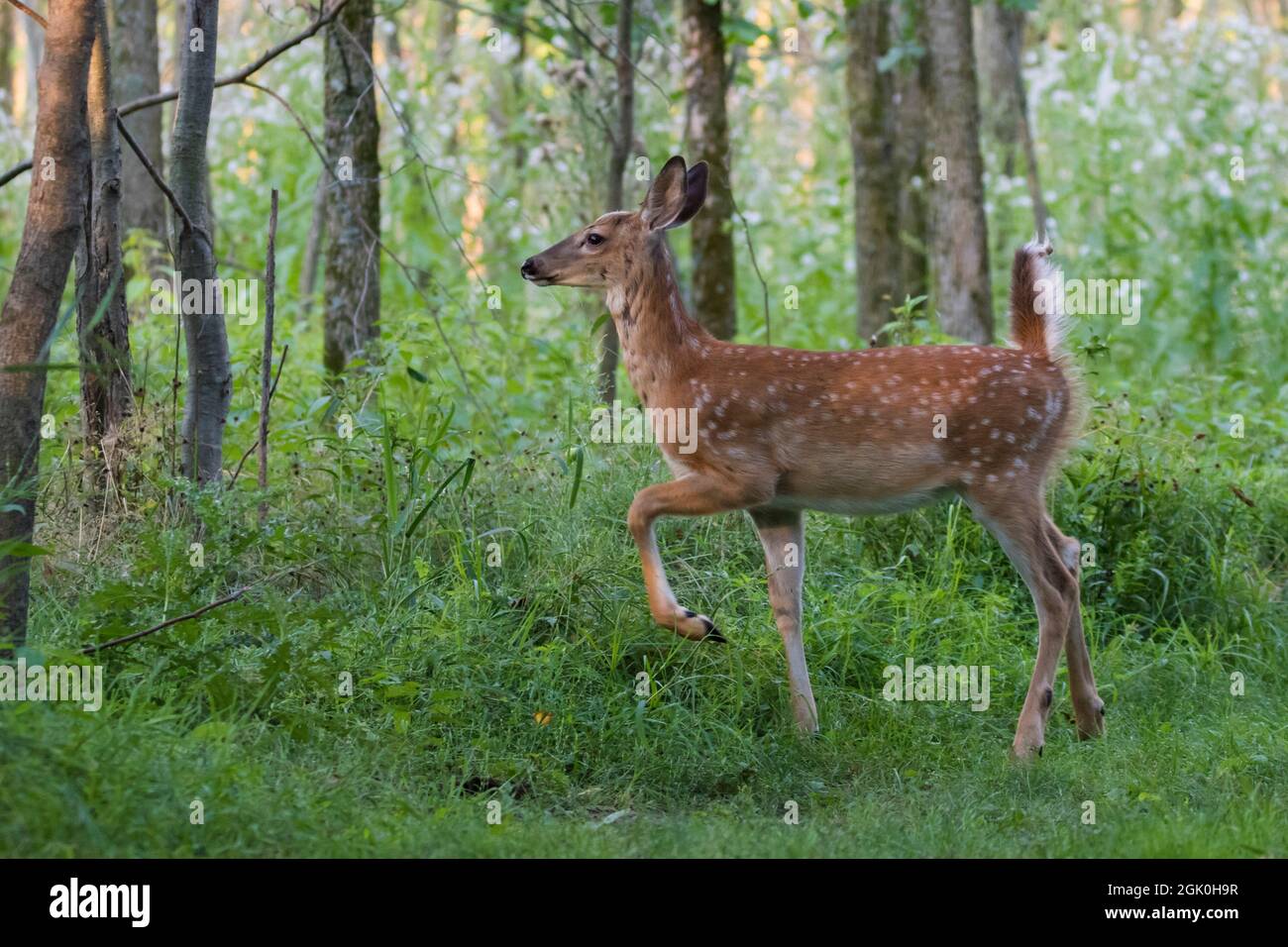 Daino dalla coda bianca Fawn in estate Foto Stock