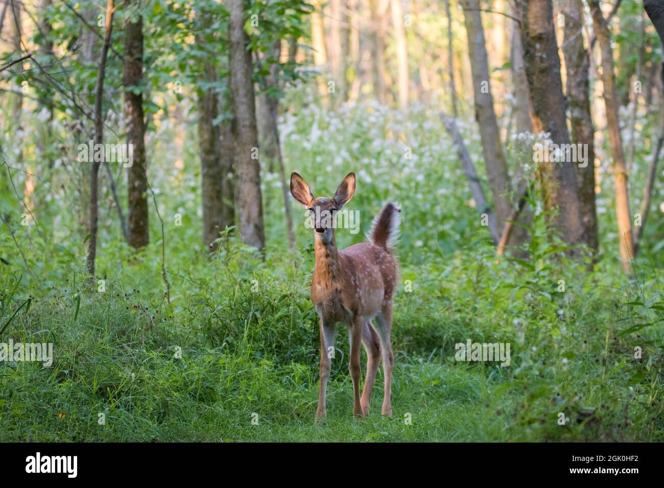 Daino dalla coda bianca Fawn in estate Foto Stock