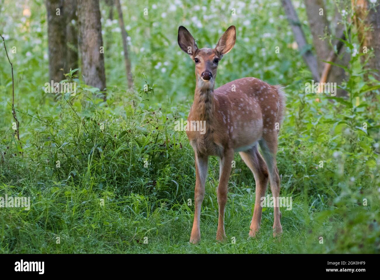 Daino dalla coda bianca Fawn in estate Foto Stock
