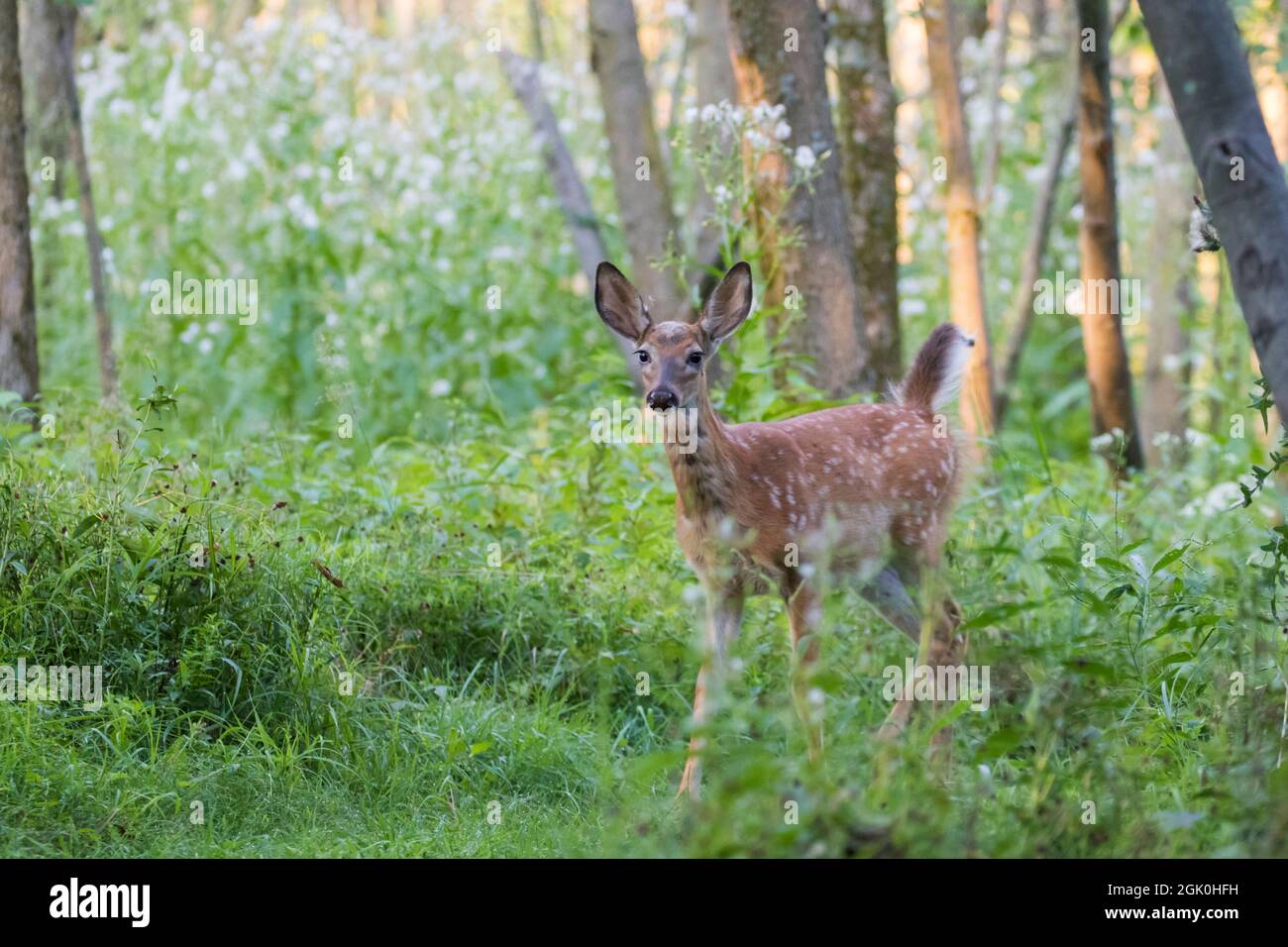Daino dalla coda bianca Fawn in estate Foto Stock