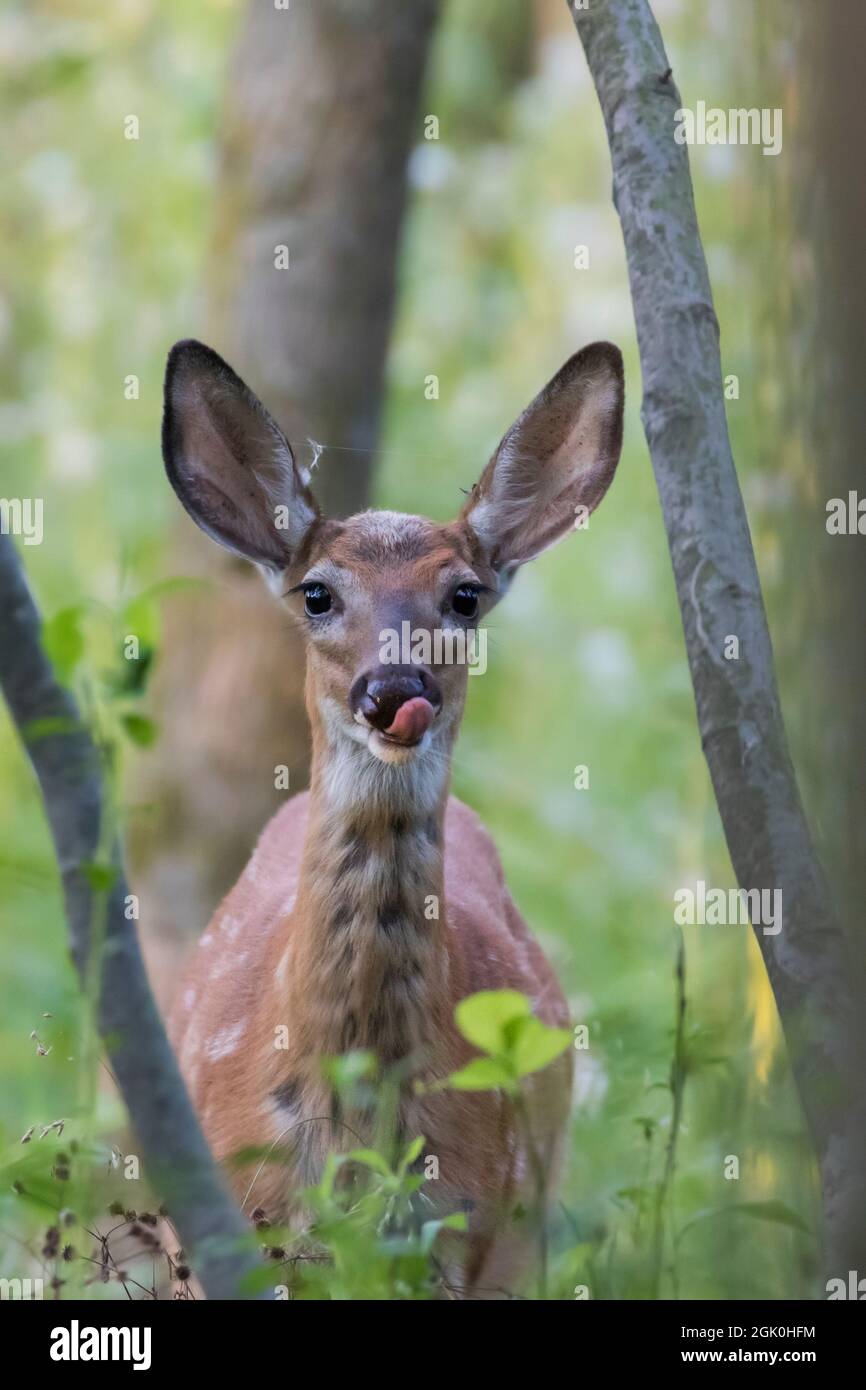 Daino dalla coda bianca Fawn in estate Foto Stock