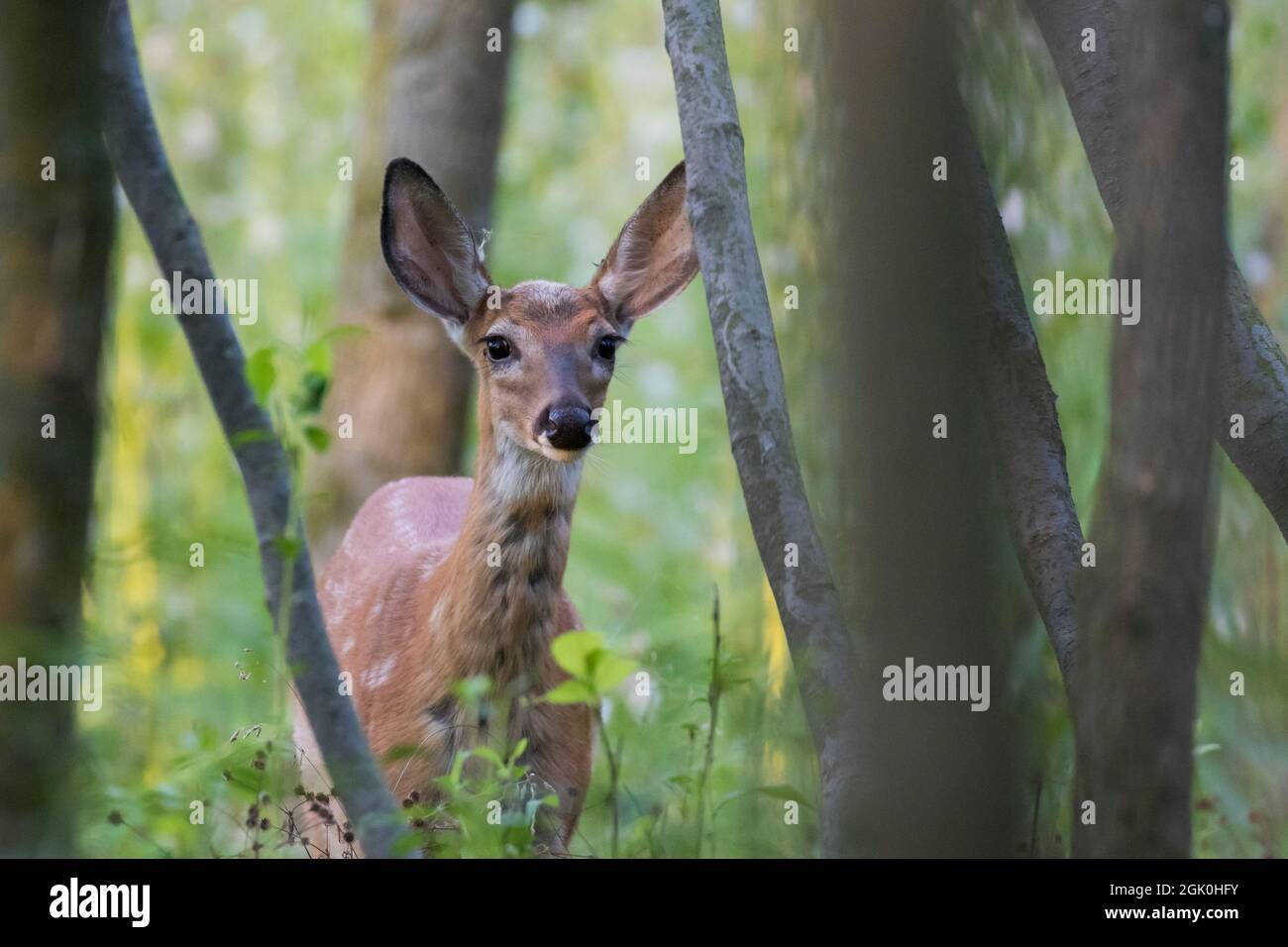 Daino dalla coda bianca Fawn in estate Foto Stock