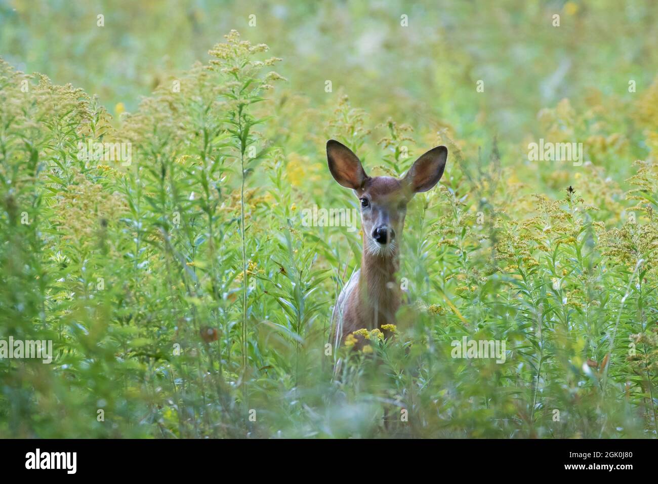 Daino dalla coda bianca Fawn in estate Foto Stock