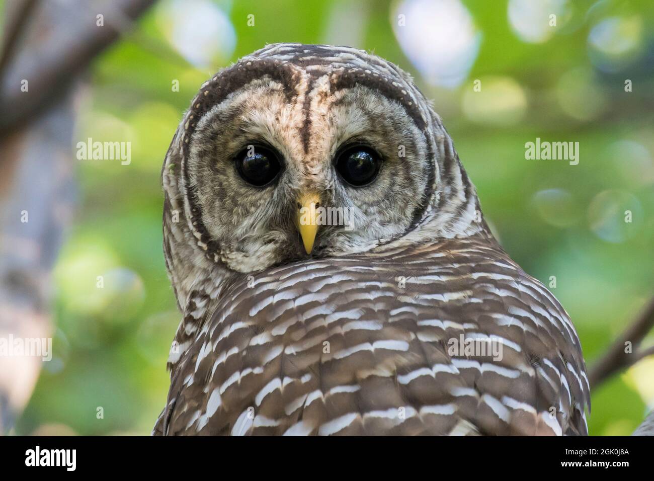 Gufo barrato (Strix varia) in estate Foto Stock
