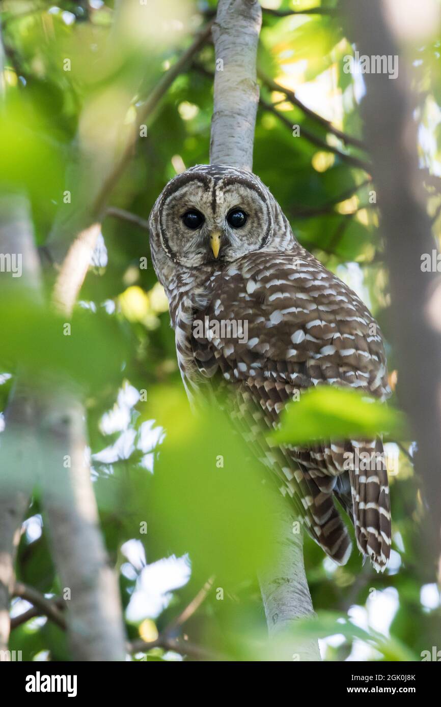 Gufo barrato (Strix varia) in estate Foto Stock