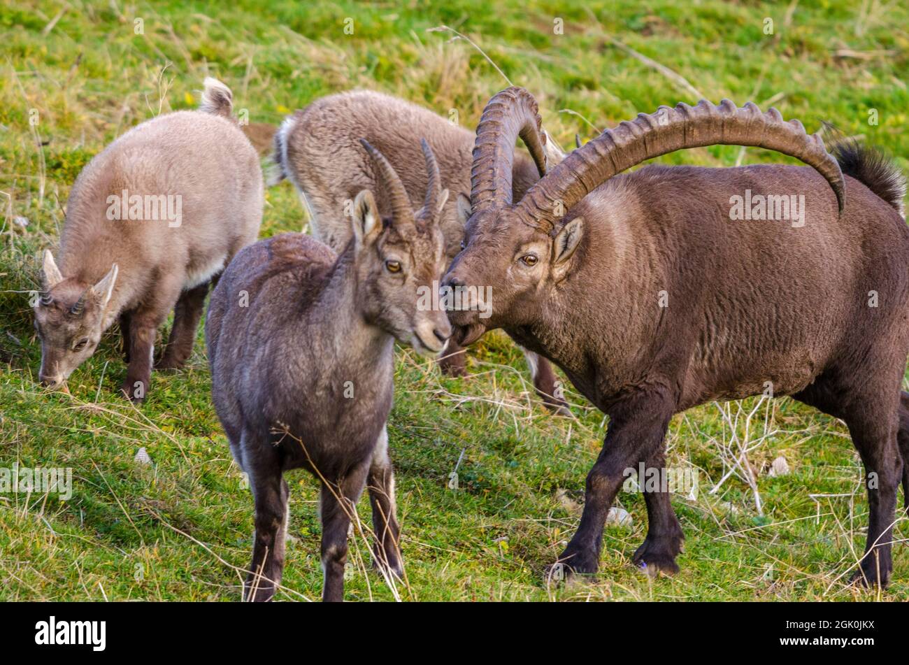 Stambecco alpino (Capra ibex), rut, maschio seguente femmine Foto Stock