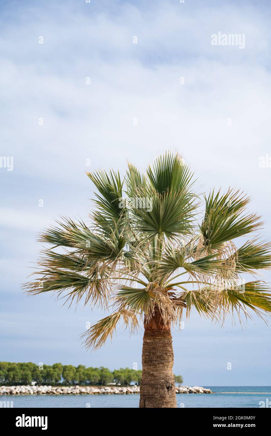 Albero di palma con cielo nuvoloso blu, mare e spiaggia di pietra con alberi sullo sfondo. Mar Egeo. Sfondo della natura. Atene, Grecia. Foto Stock