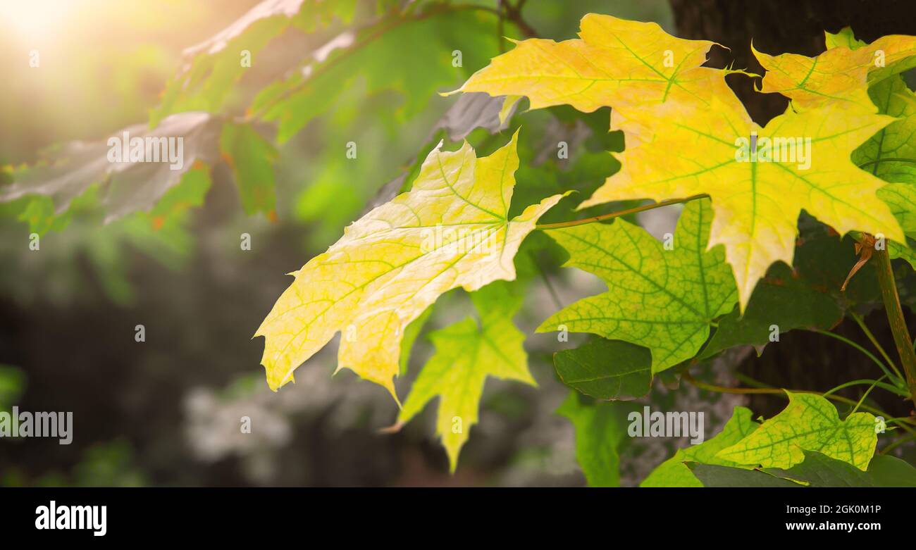 albero con foglie di autunno gialle su sfondo sfocato con raggi solari Foto Stock