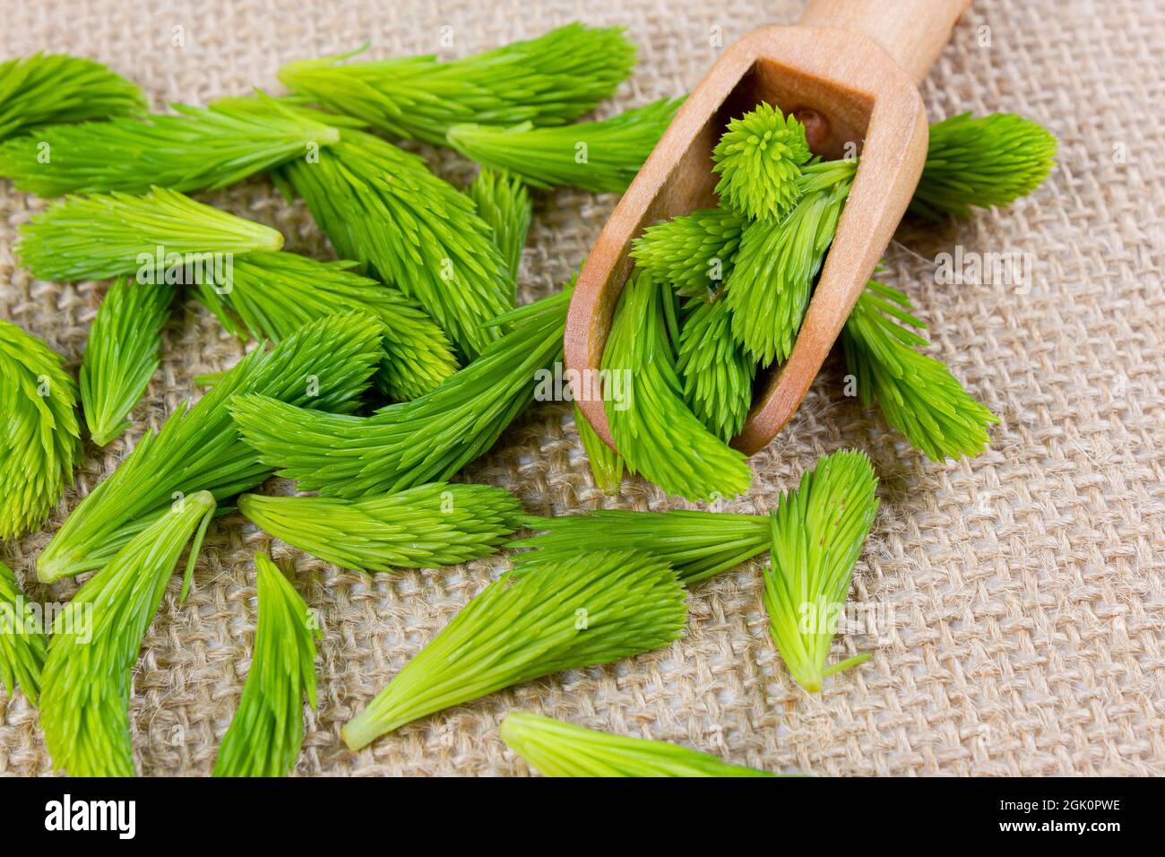 Germogli di abete rosso fresco sul cucchiaio di legno su fondo di lino intrecciato. Concetto di cibo sano. Concetto di omeopatia e medicina naturale. Primo piano. Disposizione piatta. Foto Stock