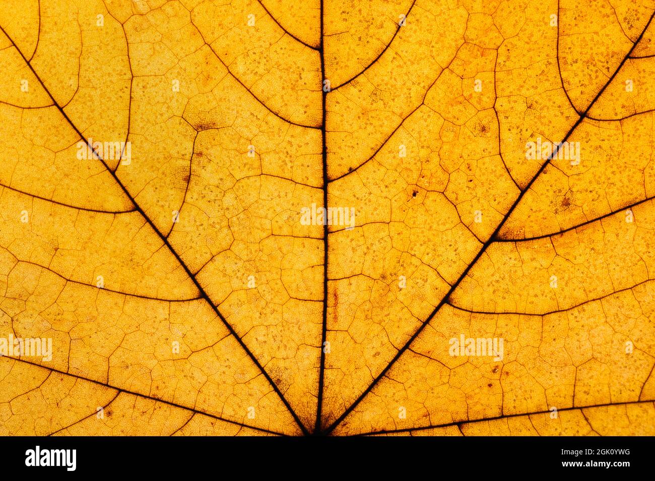 Macro foto di Autunno Foliage. Giallo e dorato Maple foglia texture close up. Foto Stock