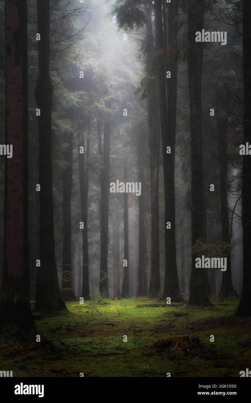foresta mistica in una giornata di nebbia Foto Stock