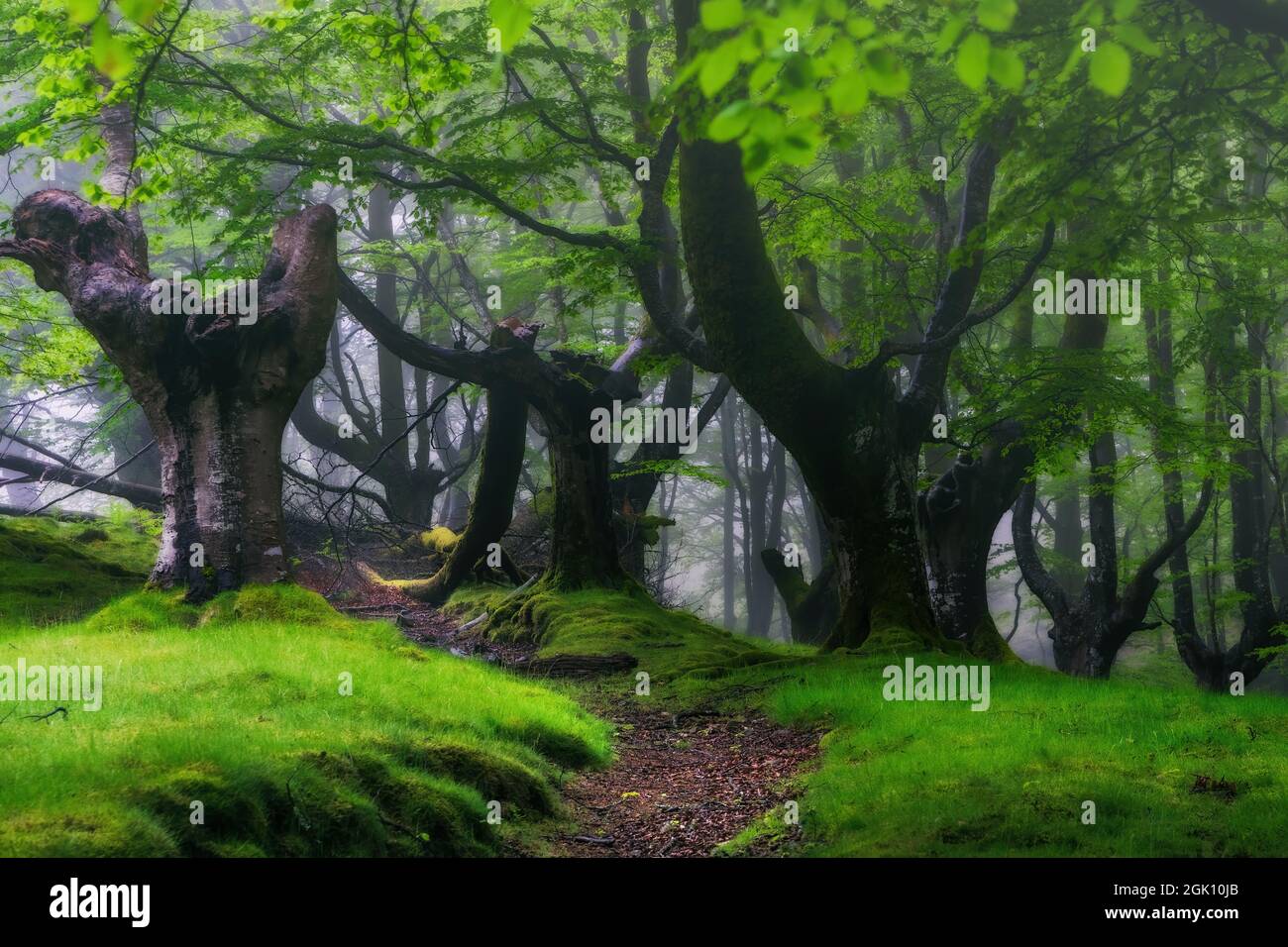 foresta nebbiosa Foto Stock