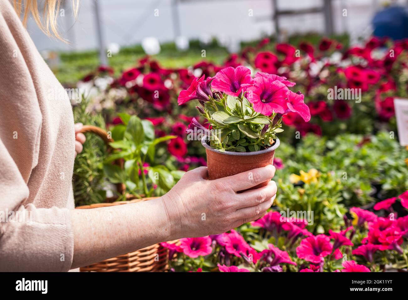 Donna shopping rosa petunia fiore al mercato. Il cliente sceglie i fiori al centro del giardino Foto Stock