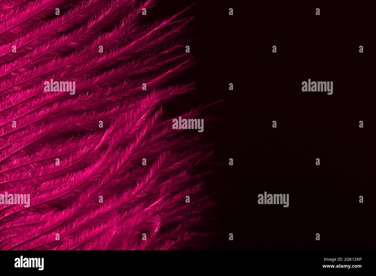 Piuma rosa su una texture di sfondo scuro. Invito festivo e biglietto di auguri per iscrizioni e desideri. Primo piano di posa piatta Foto Stock