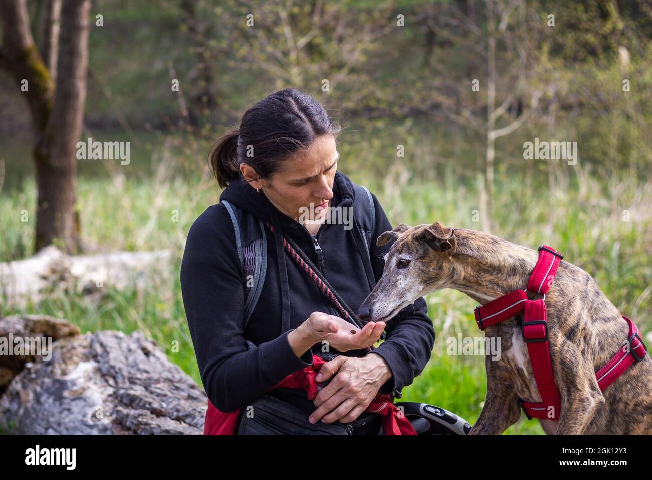 Greyhound prende il regalo dell'animale domestico dalla donna durante l'escursione nella natura. Le donne turistiche e il cane viaggiano insieme Foto Stock