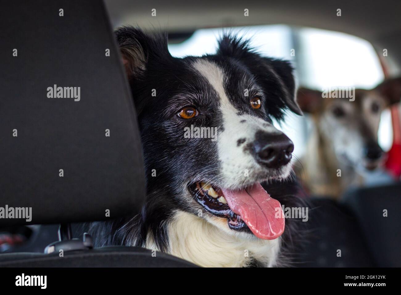 Cani in auto. Viaggio al confine collie in auto. Trasporto di animali domestici Foto Stock