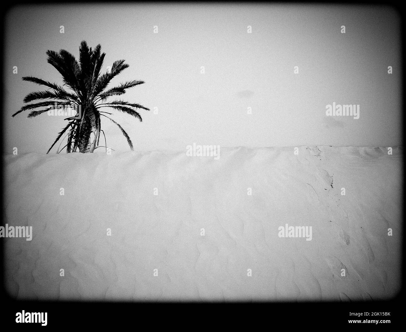 Un'immagine in scala di grigi di una palma in un deserto, Douz, Tunisia Foto Stock