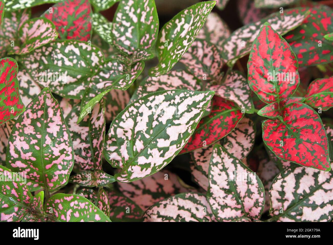 Varie foglie colorate in piante a pois di polka. Foto Stock