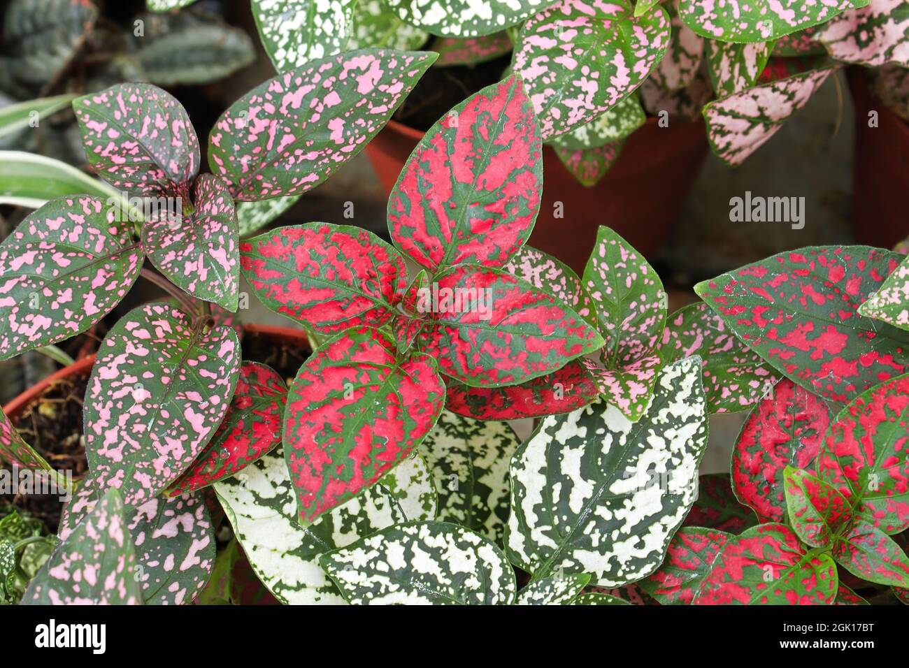Varie foglie colorate in piante a pois di polka Foto Stock