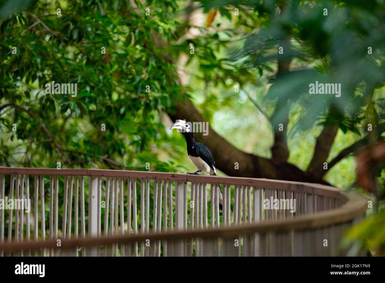 Una femmina Oriental Pied Hornbill si affaccia su ringhiere metalliche accanto ad un fiume mangrovie che è fiancheggiato da una proprietà immobiliare pubblica, Singapore. Foto Stock