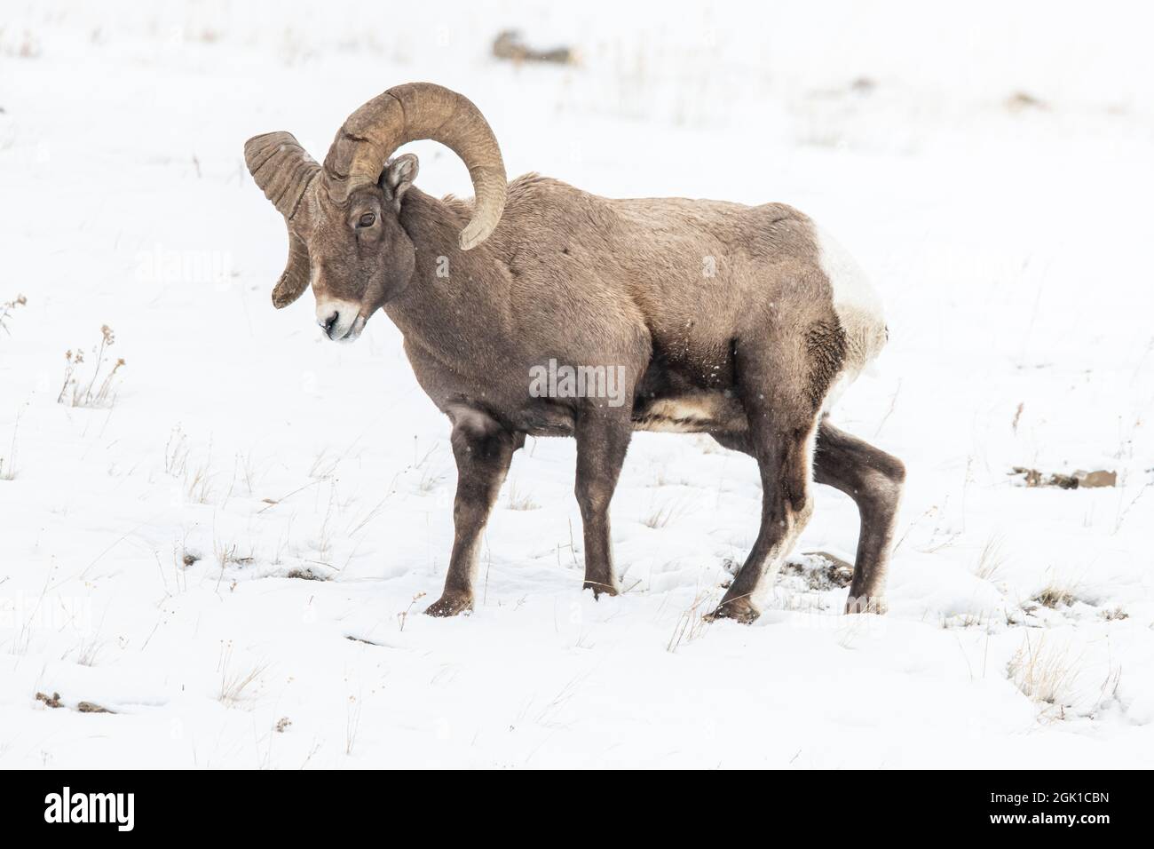 Pecora di Bighorn (Ovis canadensis) nel Parco Nazionale di Yellowstone durante l'inverno Foto Stock