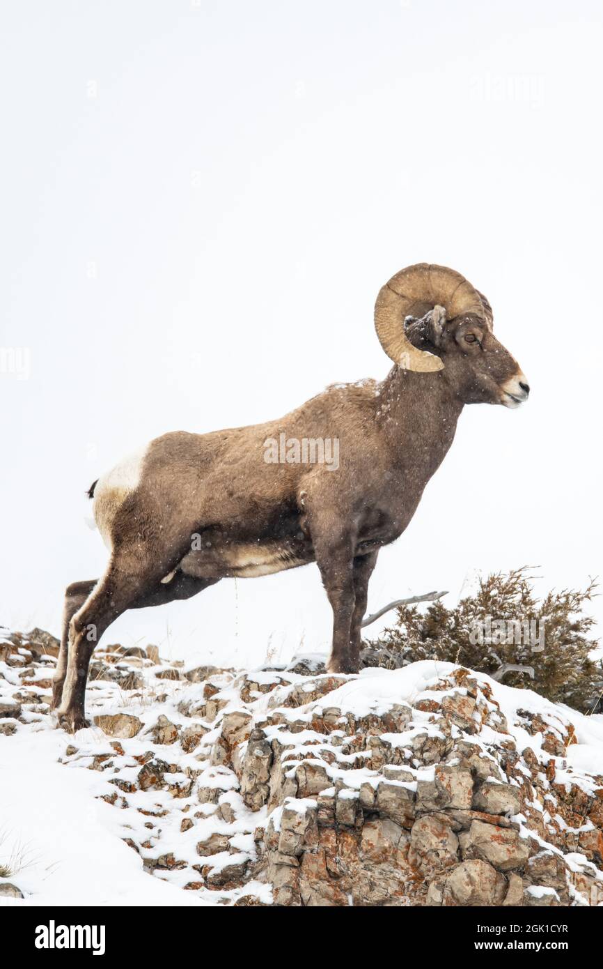 Pecora di Bighorn (Ovis canadensis) nel Parco Nazionale di Yellowstone durante l'inverno Foto Stock