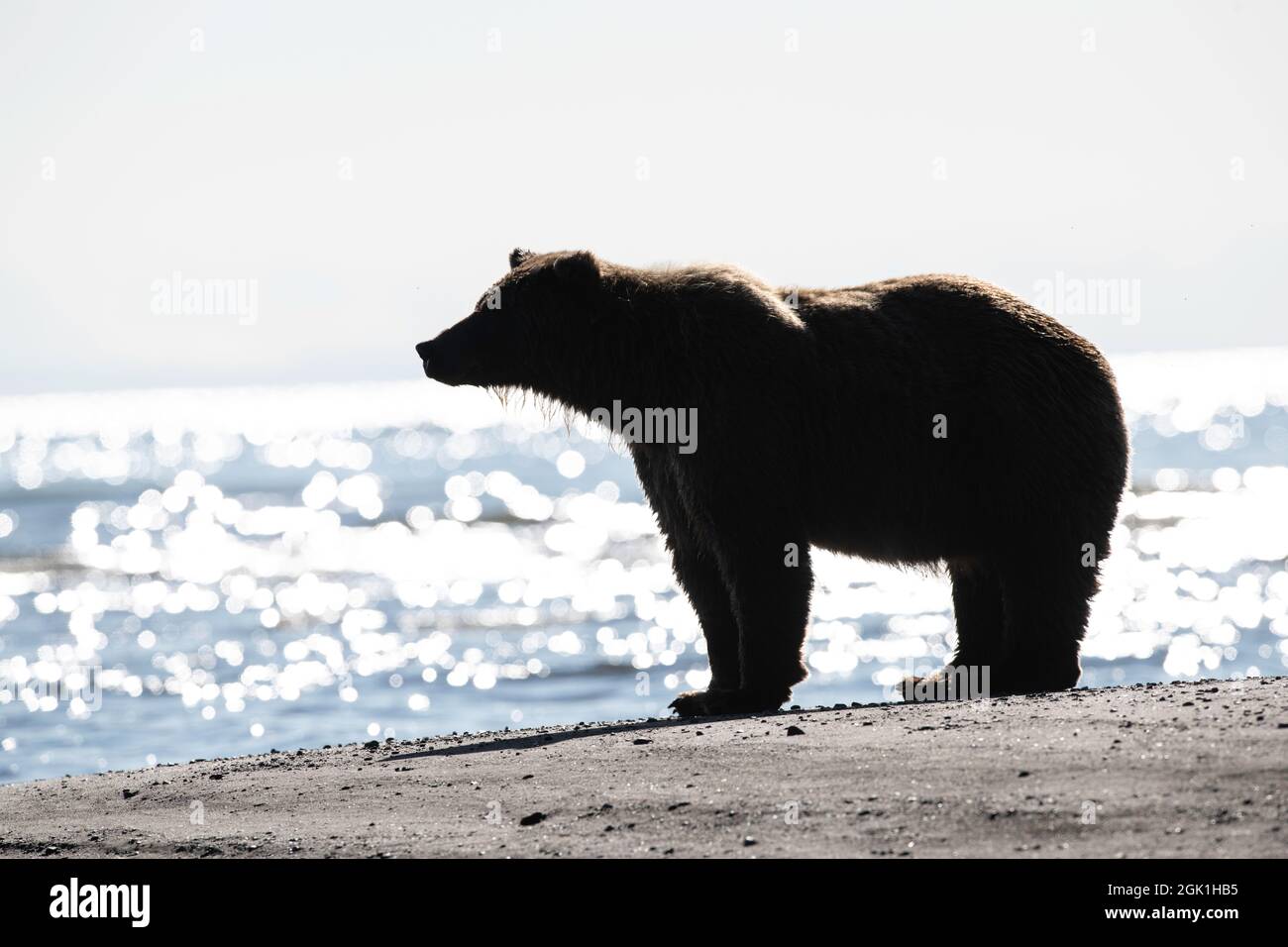 Orso bruno costiero dell'Alaska Foto Stock