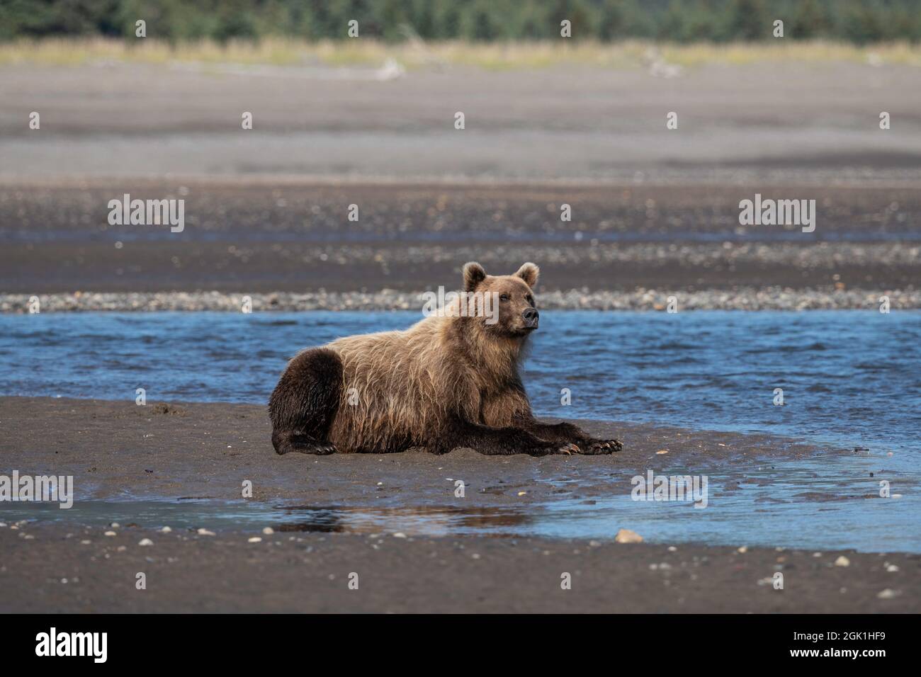 Orso bruno costiero dell'Alaska che guarda il salmone Foto Stock