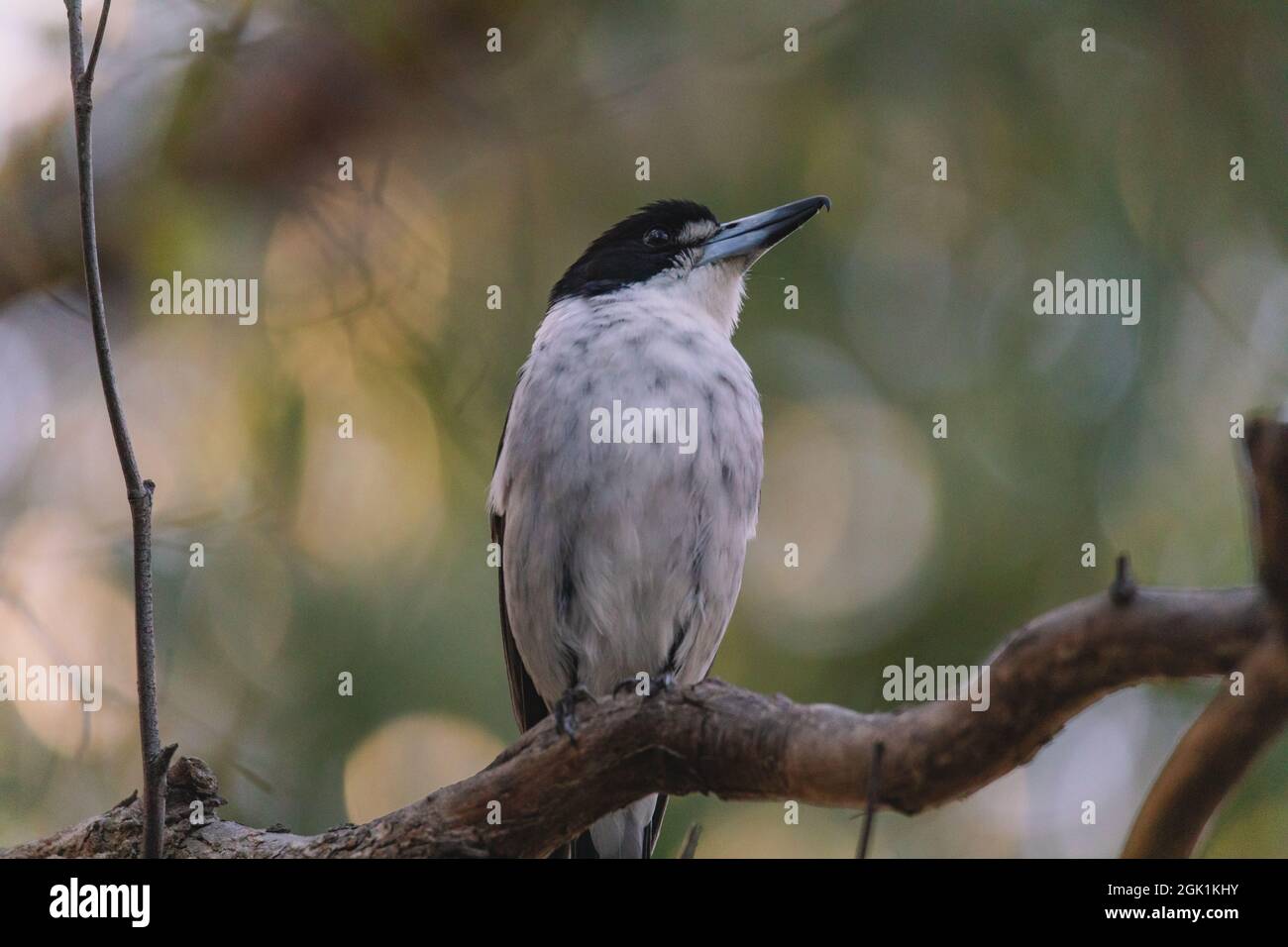 Butcherbird grigio australiano che riposa sul ramo Foto Stock