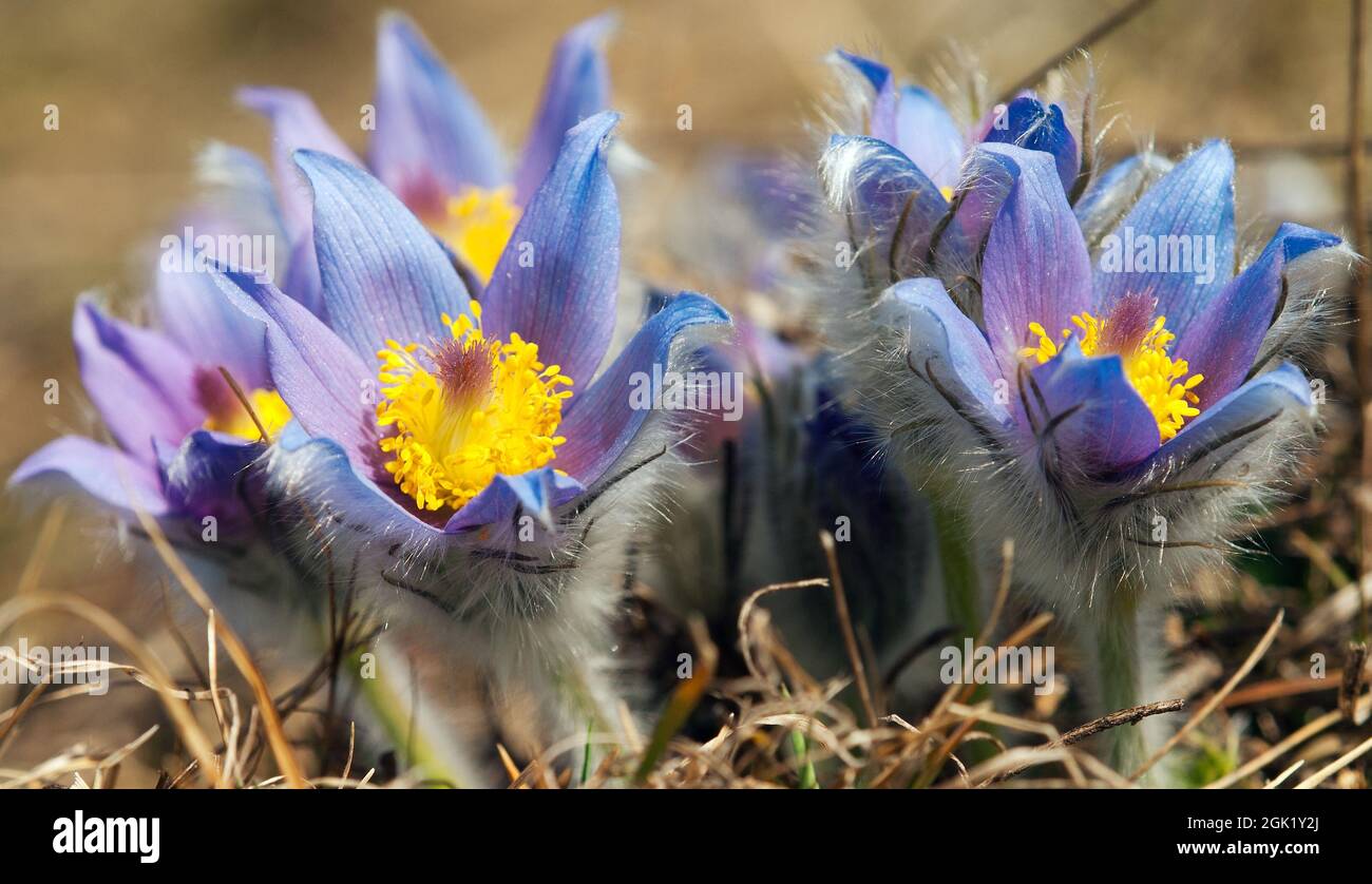 fiore di pasqueflower Foto Stock