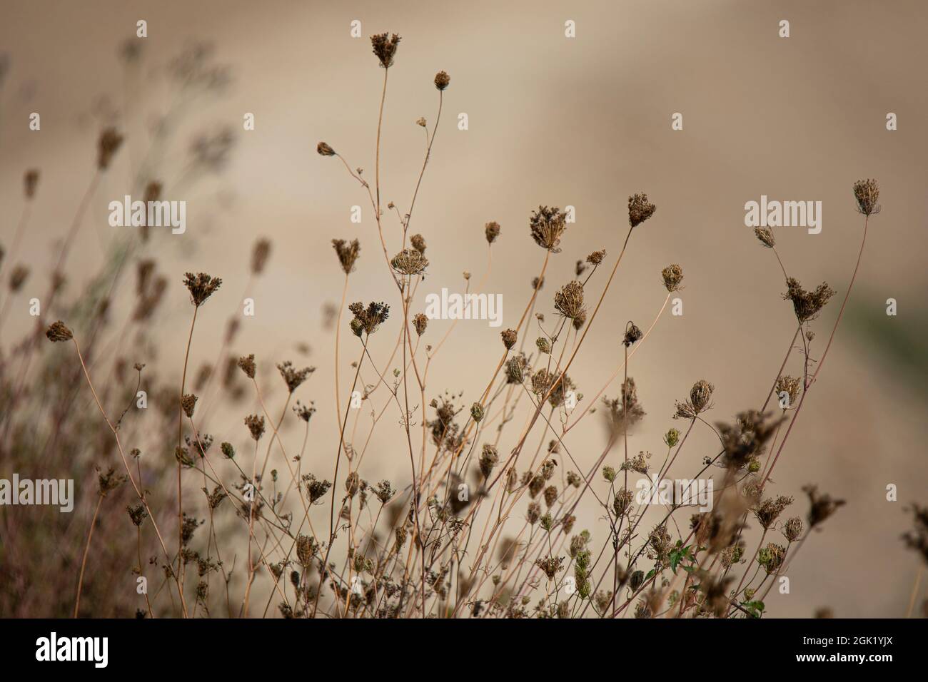 fiori secchi selvatici su sfondo neutro in autunno Foto Stock