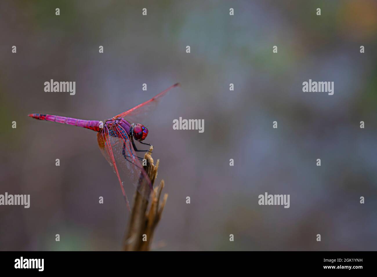libellula rosa brillante su un gambo su uno sfondo sfocato in estate Foto Stock